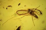 Fossil Ant, Two Flies And Mite In Baltic Amber #109490-1